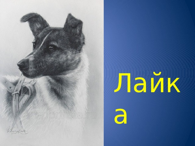 Лайка