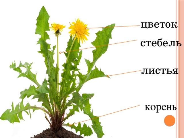 цветок стебель листья корень