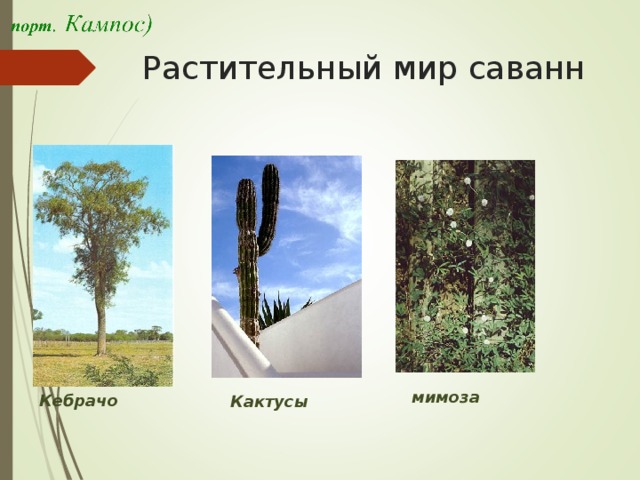 Растительный мир саванн мимоза Кебрачо Кактусы