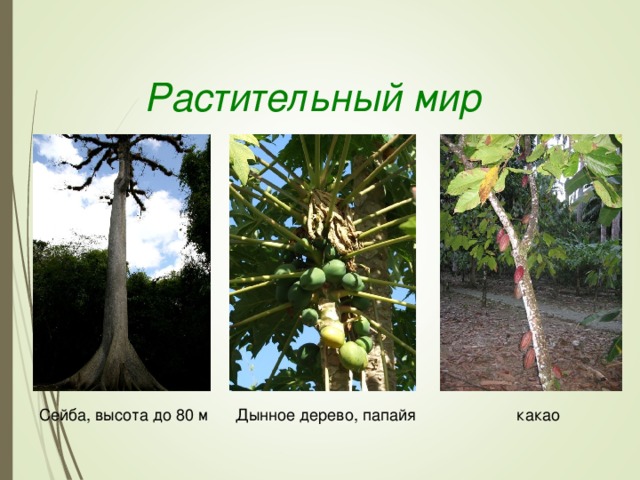 Растительный мир Сейба, высота до 80 м Дынное дерево, папайя какао
