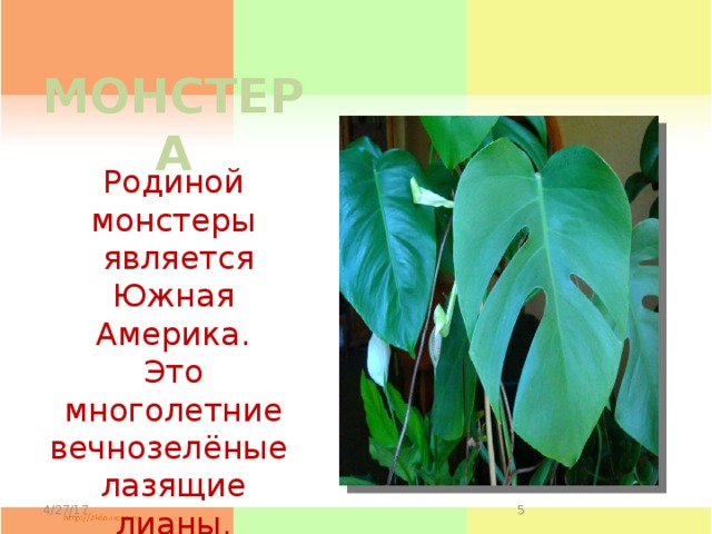 МОНСТЕРА Родиной монстеры  является Южная Америка. Это многолетние вечнозелёные лазящие лианы. 4/27/17