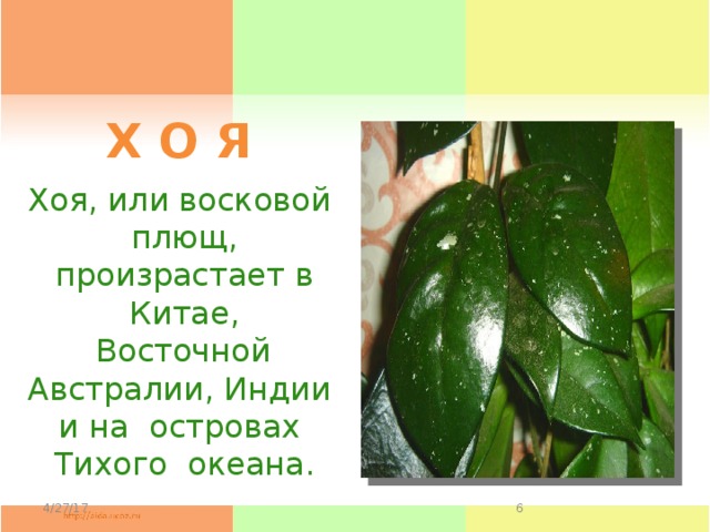 Х О Я Хоя, или восковой плющ, произрастает в Китае, Восточной  Австралии, Индии и на островах Тихого океана. 4/27/17