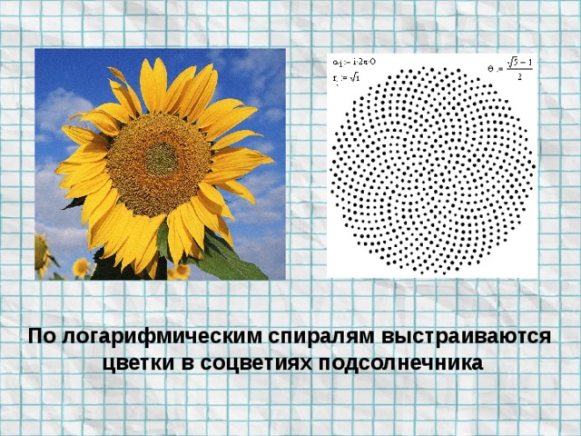 По логарифмическим спиралям выстраиваются цветки в соцветиях подсолнечника
