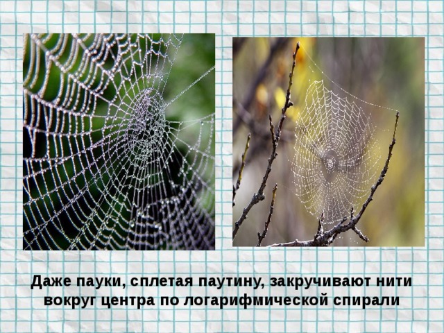 Даже пауки, сплетая паутину, закручивают нити вокруг центра по логарифмической спирали