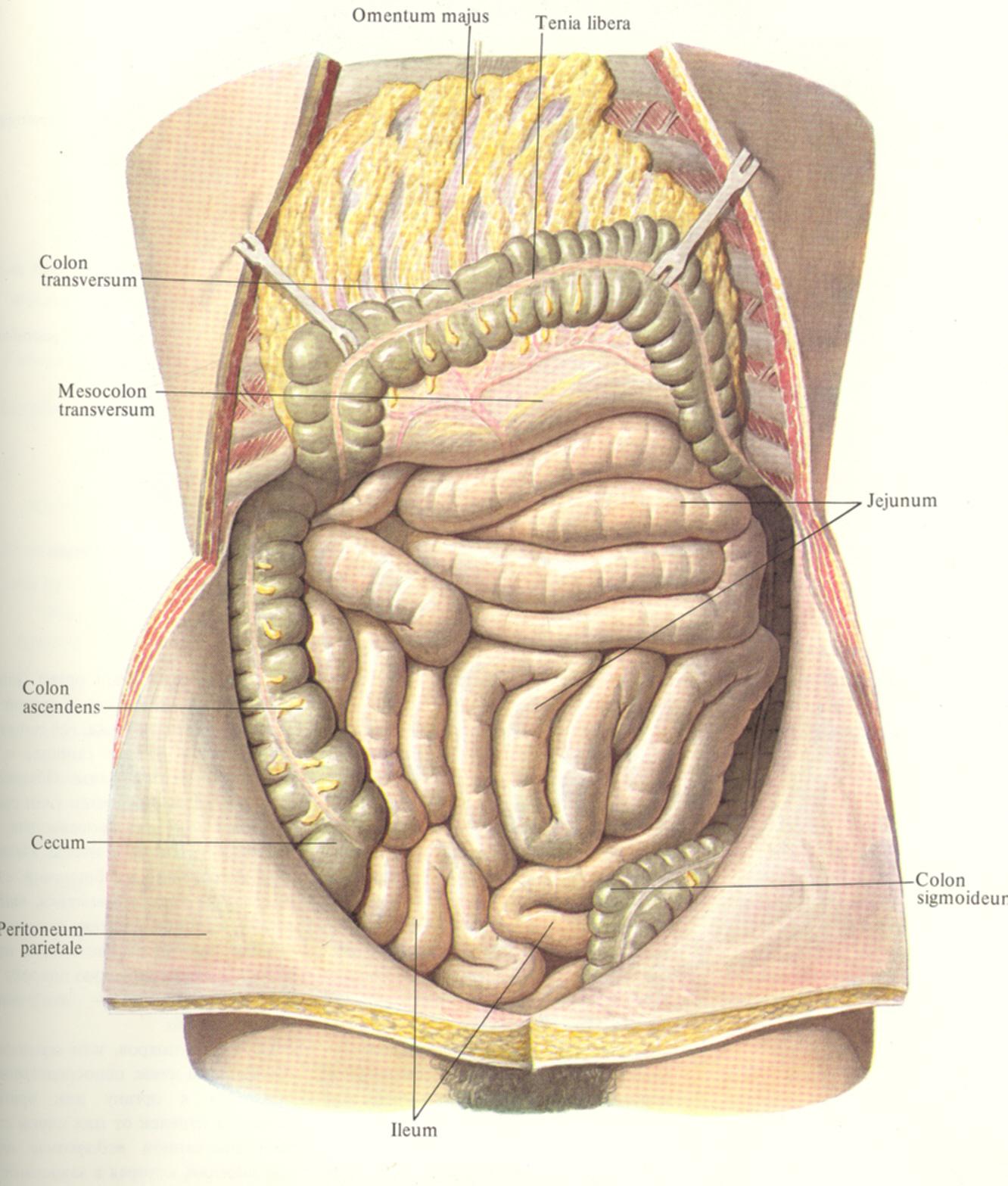 органы живота фото