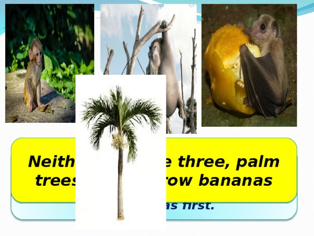 Neither of these three, palm trees do not grow bananas There were three animals around a palm tree. A hippo, a fruit bat and a monkey. Which one of these three got the bananas first.