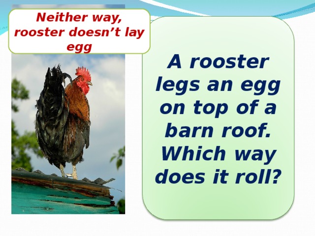 Neither way, rooster doesn’t lay egg A rooster legs an egg on top of a barn roof. Which way does it roll?