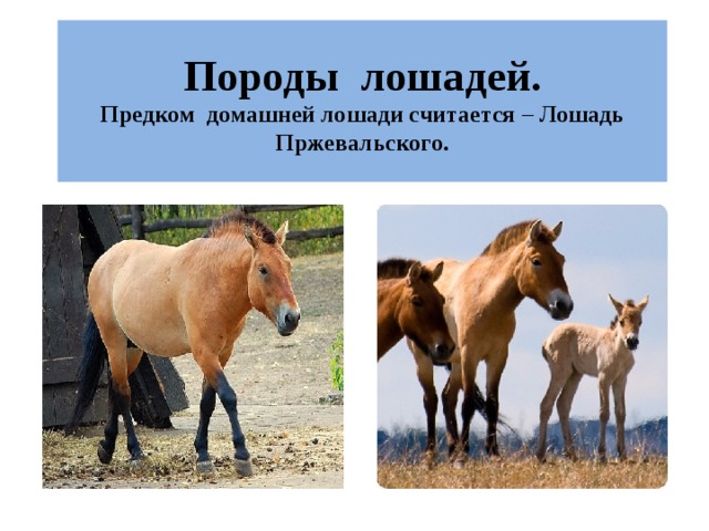 Породы лошадей.  Предком домашней лошади считается – Лошадь Пржевальского.