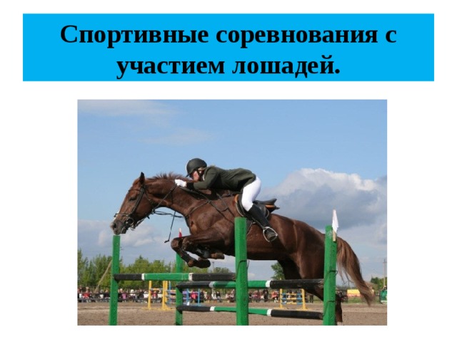 Спортивные соревнования с участием лошадей.