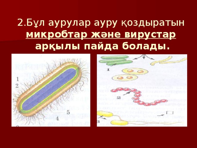 2.Бұл аурулар ауру қоздыратын микробтар және вирустар  арқылы пайда болады.
