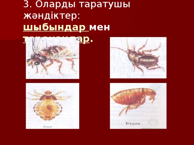 3. Оларды таратушы жәндіктер: шыбындар мен тарақандар .
