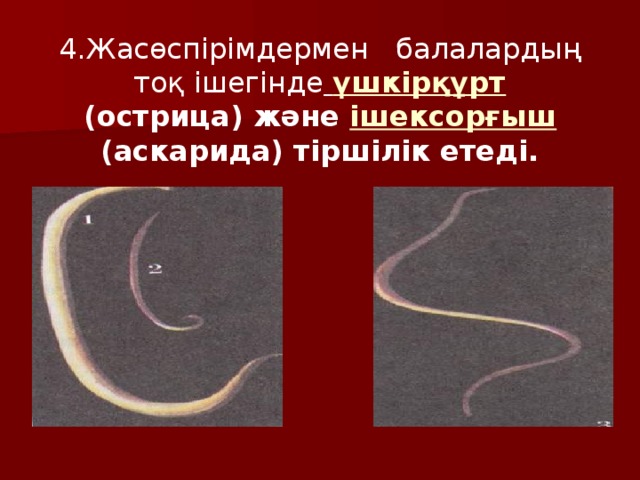 4.Жасөспірімдермен балалардың  тоқ ішегінде  үшкірқұрт  (острица) және ішексорғыш (аскарида) тіршілік етеді.