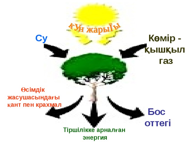 Су Көмір - қышқыл  газ Өсімдік жасушасындағы  қант пен крахмал Бос оттегі Тіршілікке арналған  энергия