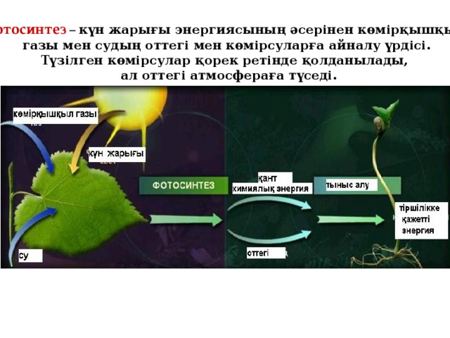 Фотосинтез – күн жарығы энергиясының әсерінен көмірқышқыл  газы мен судың оттегі мен көмірсуларға айналу үрдісі.  Түзілген көмірсулар қорек ретінде қолданылады,  ал оттегі атмосфераға түседі.