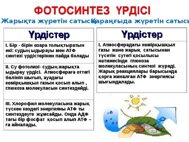 Жарықта жүретін сатысы Қараңғыда жүретін сатысы Үрдістер І. Атмосферадағы көмірқышқыл газы және жарық сатысынан түсетін сутегі қосылысы нәтижесінде глюкоза молекуласының синтезі жүреді. Жарық реакциялары барысында қорға жиналған АТФ энергиясы шығындалады. Үрдістер I. Бір - бірін өзара толықтыратын екі: судың ыдырауы мен АТФ синтезі үрдістерінен пайда болады II. Су фотолизі- суды ң жарықта ыдырау үрдісі. Атмосфераға оттегі бөлініп шығып, ауадағы көмірқышқыл газын қосып алып , глюкоза молекуласын синтездейді. III. Хлорофил молекуласына жарық түскен кездегі энергияны АТФ ты синтездеуге жұмсайды. Онда АДФ тағы бір фосфат қосып алып АТФ – ға айналады.