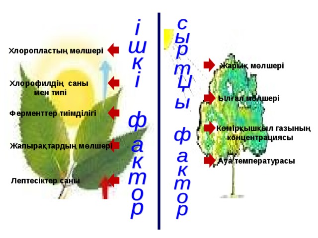 Хлоропластың мөлшері Жарық мөлшері Хлорофилдің саны мен типі Ылғал мөлшері Ферменттер тиімділігі  Көмірқышқыл газының  концентрациясы Жапырақтардың мөлшері Ауа температурасы Лептесіктер саны