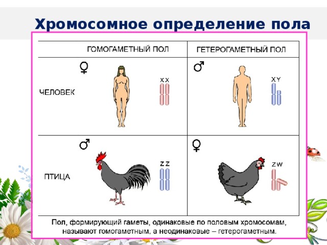 Хромосомное определение пола