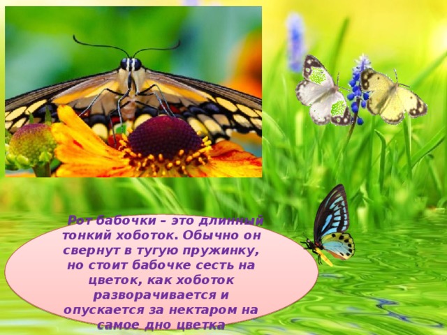 Рот бабочки – это длинный тонкий хоботок. Обычно он свернут в тугую пружинку, но стоит бабочке сесть на цветок, как хоботок разворачивается и опускается за нектаром на самое дно цветка