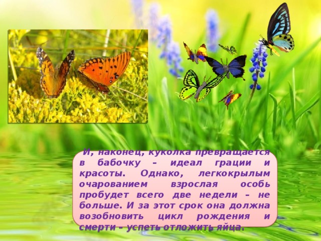 И, наконец, куколка превращается в бабочку – идеал грации и красоты. Однако, легкокрылым очарованием взрослая особь пробудет всего две недели – не больше. И за этот срок она должна возобновить цикл рождения и смерти – успеть отложить яйца.