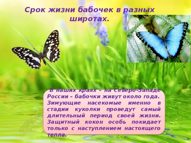 Срок жизни бабочек в разных широтах.  В наших краях – на Северо-Западе России – бабочки живут около года. Зимующие насекомые именно в стадии куколки проведут самый длительный период своей жизни. Защитный кокон особь покидает только с наступлением настоящего тепла.