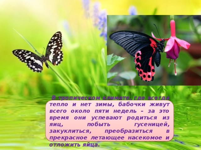 В тропическом климате, где всегда тепло и нет зимы, бабочки живут всего около пяти недель – за это время они успевают родиться из яиц, побыть гусеницей, закуклиться, преобразиться в прекрасное летающее насекомое и отложить яйца.