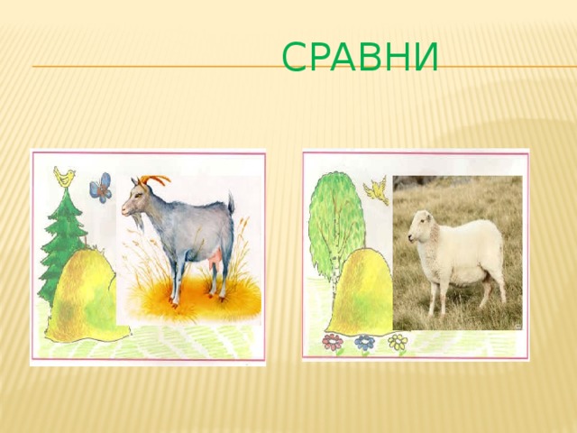 Сравни