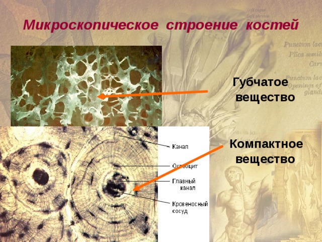 Микроскопическое строение костей    Губчатое вещество     Компактное вещество
