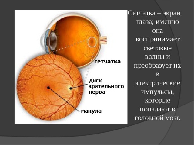 Сетчатка – экран глаза; именно она воспринимает световые волны и преобразует их в электрические импульсы, которые попадают в головной мозг.