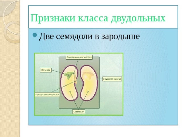 Признаки класса двудольных