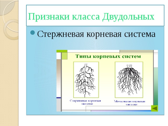 Признаки класса Двудольных