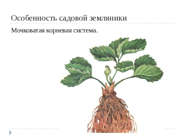 Особенность садовой земляники Мочковатая корневая система.