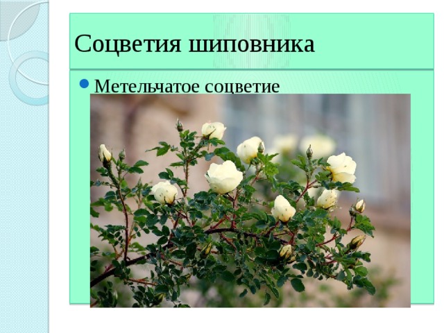 Соцветия шиповника