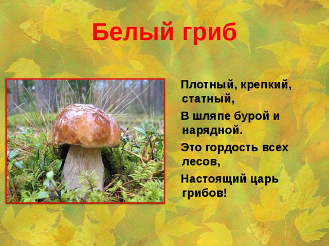 Белый гриб  Плотный, крепкий, статный,  В шляпе бурой и нарядной.  Это гордость всех лесов,  Настоящий царь грибов!  
