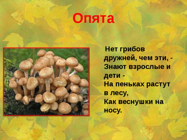 Опята  Нет грибов дружней, чем эти, -  Знают взрослые и дети -  На пеньках растут в лесу,  Как веснушки на носу.