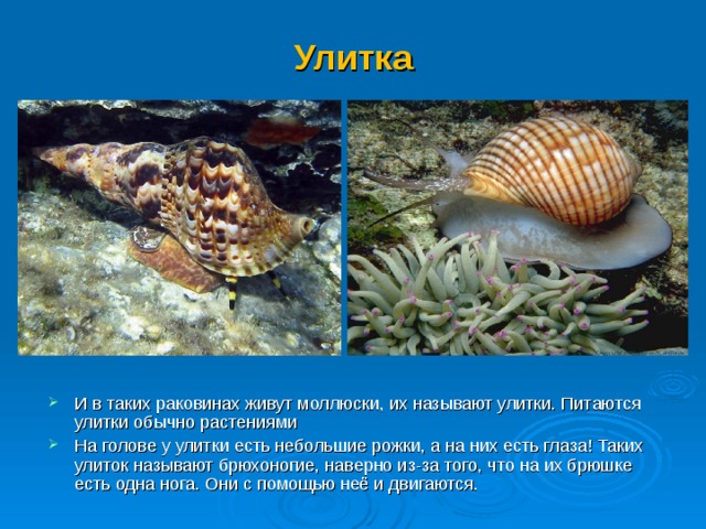 Улитка