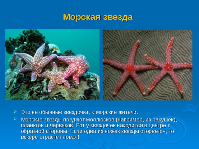 Морская звезда