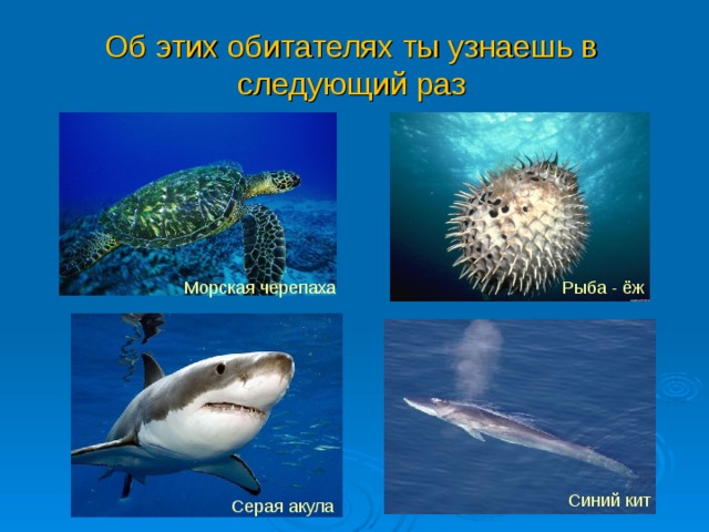 Об этих обитателях ты узнаешь в следующий раз Морская черепаха Рыба - ёж Синий кит Серая акула