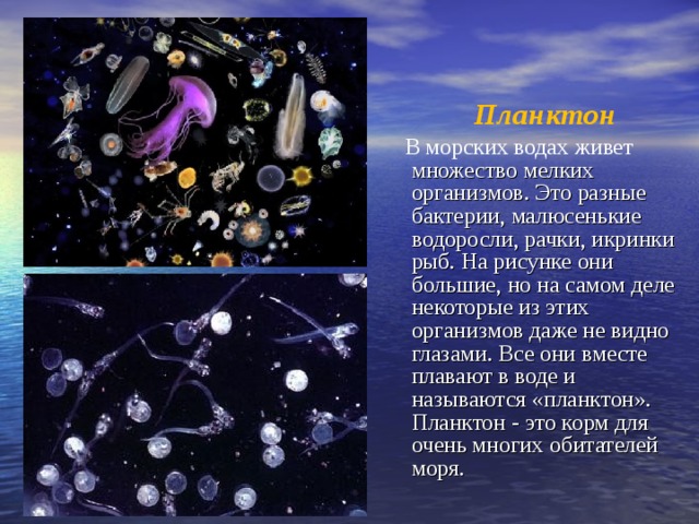 Планктон  В морских водах живет множество мелких организмов. Это разные бактерии, малюсенькие водоросли, рачки, икринки рыб. На рисунке они большие, но на самом деле некоторые из этих организмов даже не видно глазами. Все они вместе плавают в воде и называются «планктон». Планктон - это корм для очень многих обитателей моря.