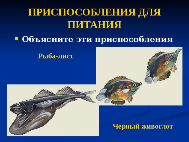 ПРИСПОСОБЛЕНИЯ ДЛЯ ПИТАНИЯ Объясните эти приспособления Рыба-лист Черный живоглот