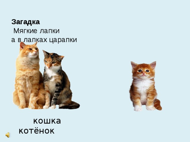 Загадка   Мягкие лапки  а в лапках царапки  кошка котёнок