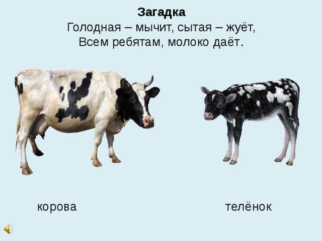 Загадка  Голодная – мычит, сытая – жуёт,  Всем ребятам, молоко даёт .    корова телёнок