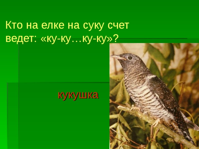 Кто на елке на суку счет ведет: «ку-ку…ку-ку»?  кукушка