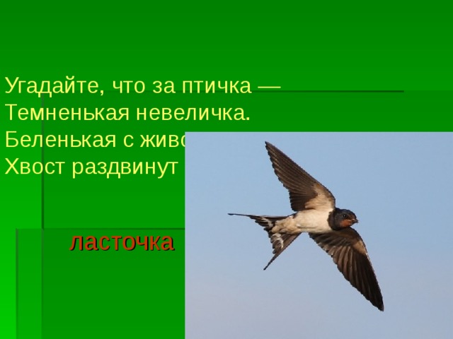 Угадайте, что за птичка —  Темненькая невеличка.  Беленькая с живота,  Хвост раздвинут в два хвоста.    ласточка