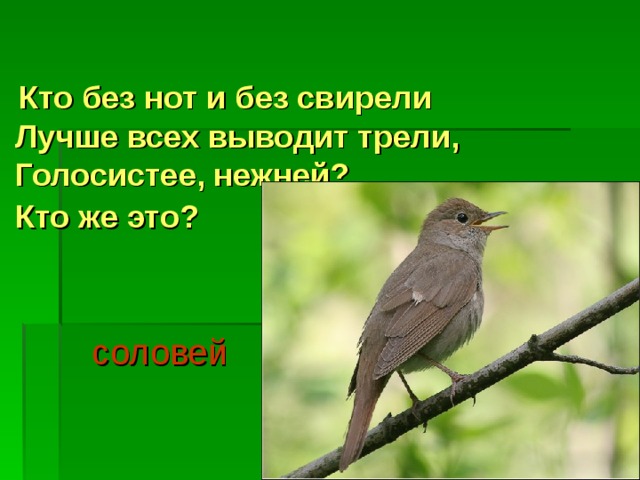 Кто без нот и без свирели  Лучше всех выводит трели,  Голосистее, нежней?  Кто же это?   соловей