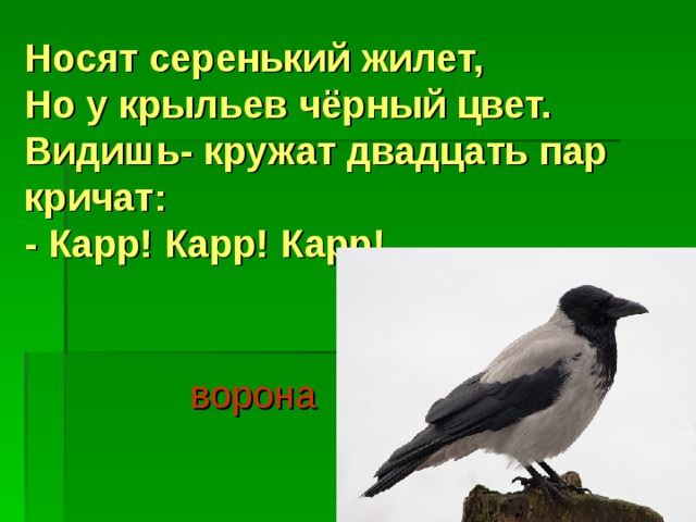 Носят серенький жилет,  Но у крыльев чёрный цвет.  Видишь- кружат двадцать пар кричат:  - Карр! Карр! Карр!     ворона