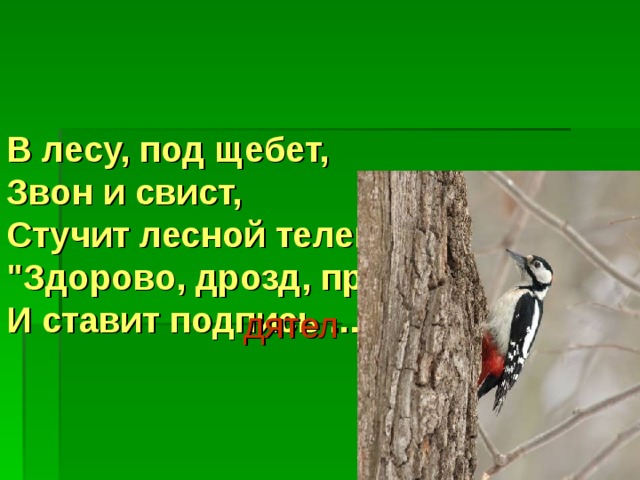 В лесу, под щебет,  Звон и свист,  Стучит лесной телеграфист:  