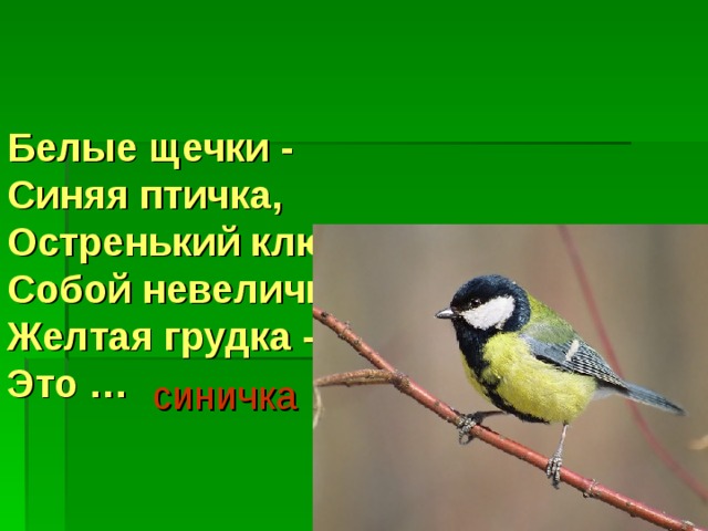 Белые щечки -  Синяя птичка,  Остренький клювик -  Собой невеличка.  Желтая грудка -  Это …   синичка