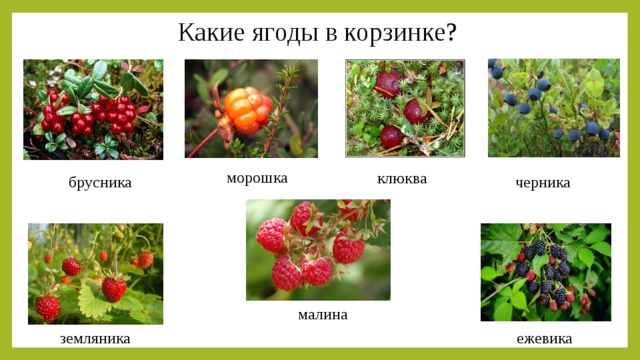 Какие ягоды в корзинке? морошка клюква черника брусника малина земляника ежевика