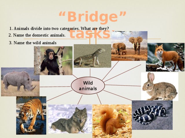 “ Bridge” tasks:  1. Animals divide into two categories. What are they? 2. Name the domestic animals. 3. Name the wild animals Wild animals