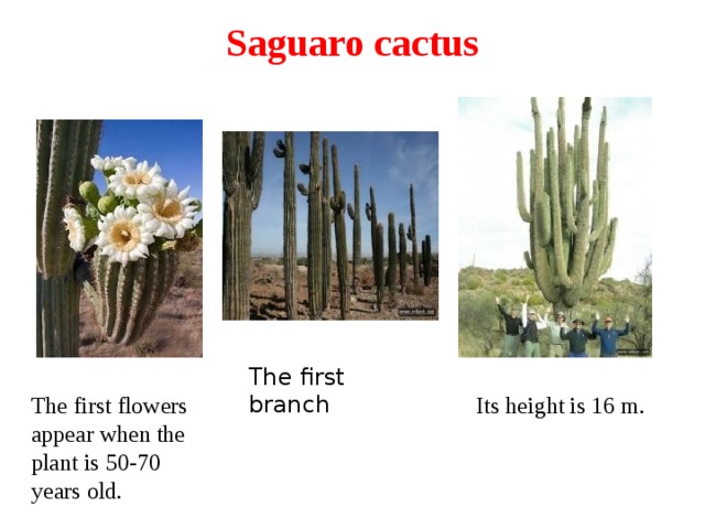 Saguaro cactus The first branch Its height is 16 m. The first flowers appear when the plant is 50-70 years old.